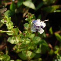 Lindernia rotundifolia (L.) Alston